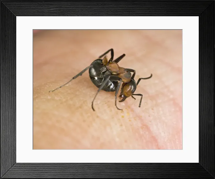 Framed Print : Wood ant bites & deposits formic acid on human Bedfordshire UK 005099 Framed Print : Wood ant bites & deposits formic acid on human Bedfordshire UK 005099