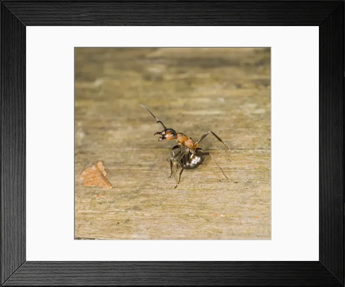 Framed Print : Wood ant defence posture Bedfordshire UK 005163 Framed Print : Wood ant defence posture Bedfordshire UK 005163