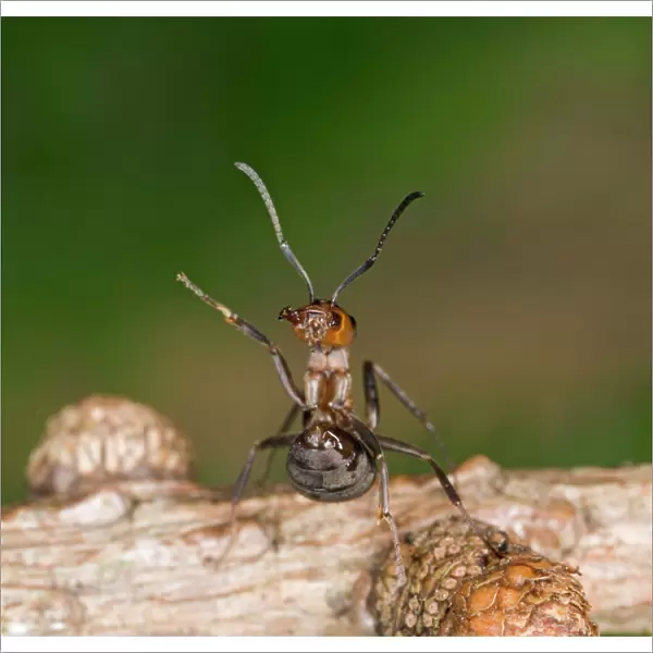 Wood ant defence posture Bedfordshire UK 005174