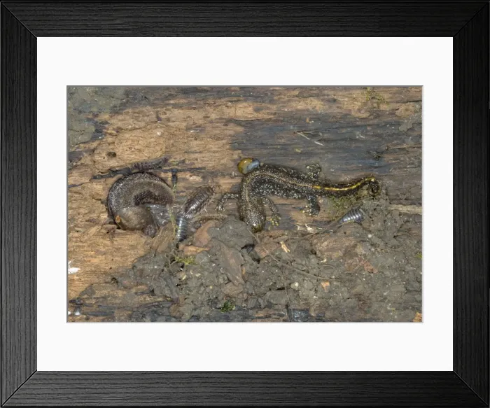 Framed Print : Creatures under a log - Newt, Slug, Woodlouse Bedfordshire UK 005501 Framed Print : Creatures under a log - Newt, Slug, Woodlouse Bedfordshire UK 005501