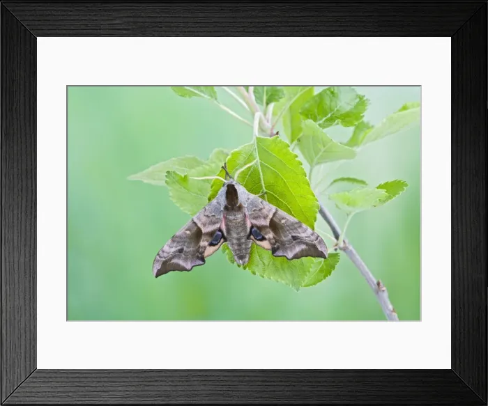 Framed Print : Eyed Hawkmoth on apple food plant Bedfordshire UK 005571 Framed Print : Eyed Hawkmoth on apple food plant Bedfordshire UK 005571