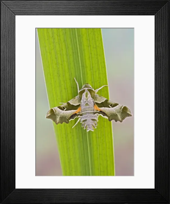 Framed Print : Willowherb Hawkmoth wings open - rare in UK Captive bred 005544 Framed Print : Willowherb Hawkmoth wings open - rare in UK Captive bred 005544