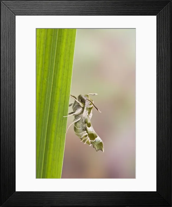 Framed Print : Willowherb Hawkmoth - rare in UK 005548 Framed Print : Willowherb Hawkmoth - rare in UK 005548