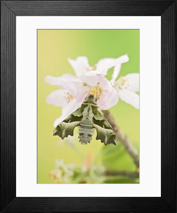 Framed Print : Willowherb Hawkmoth - rare in UK 005558 Framed Print : Willowherb Hawkmoth - rare in UK 005558