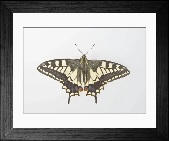 Framed Print : Swallowtail - on white background 005473 Framed Print : Swallowtail - on white background 005473