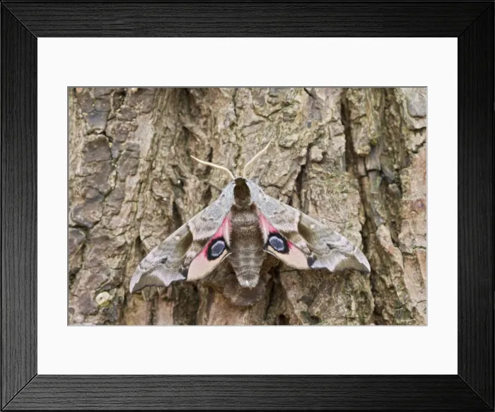 Framed Print : Eyed Hawkmoth - resting on tree trunk Bedfordshire UK 005567 Framed Print : Eyed Hawkmoth - resting on tree trunk Bedfordshire UK 005567