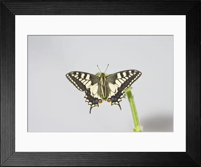 Framed Print : Swallowtail 005681 Framed Print : Swallowtail 005681