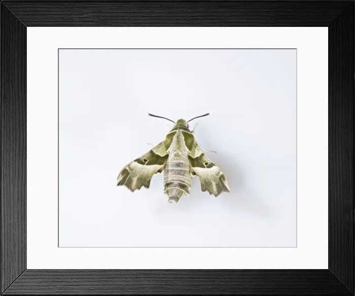 Framed Print : Willowherb Hawkmoth - rare in UK 005675 Framed Print : Willowherb Hawkmoth - rare in UK 005675
