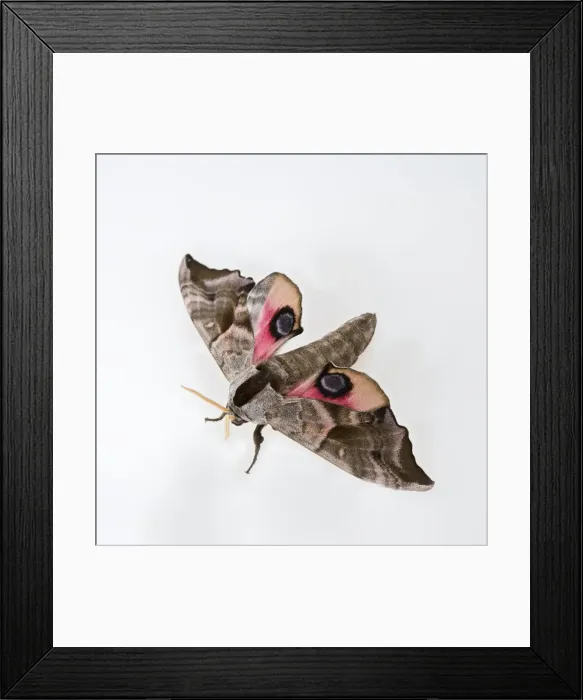 Framed Print : Eyed Hawkmoth Bedfordshire UK 005585 Framed Print : Eyed Hawkmoth Bedfordshire UK 005585
