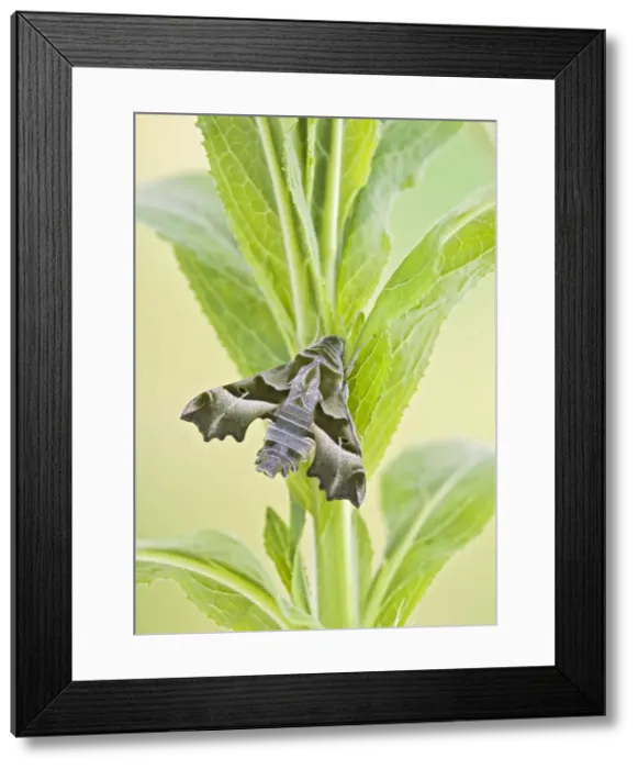 Framed Print : Willowherb Hawkmoth - rare in UK - captive bred 005550 Framed Print : Willowherb Hawkmoth - rare in UK - captive bred 005550
