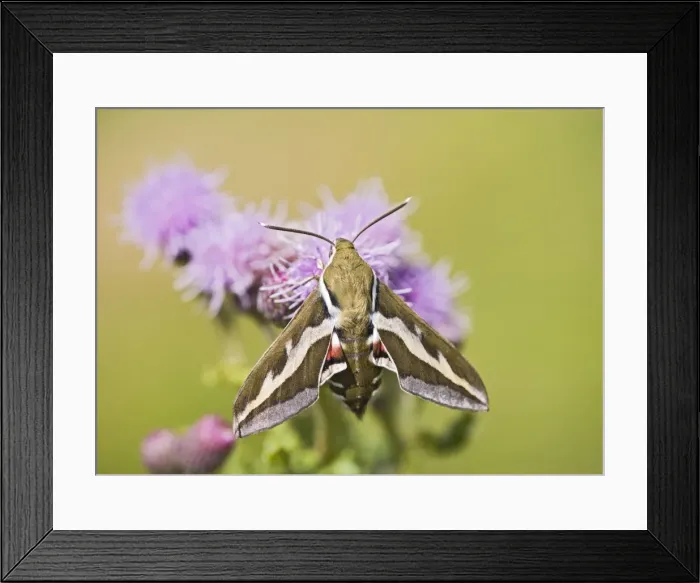Framed Print : Bedstraw Hawkmoth - on flower 005808 Framed Print : Bedstraw Hawkmoth - on flower 005808