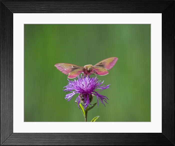 Framed Print : Elephant Hawkmoth - in flight on flower Bedfordshire UK 005776 Framed Print : Elephant Hawkmoth - in flight on flower Bedfordshire UK 005776