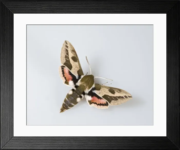 Framed Print : Spurge Hawkmoth - white background 005724 Framed Print : Spurge Hawkmoth - white background 005724
