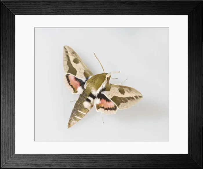 Framed Print : Spurge Hawkmoth - white background 005722 Framed Print : Spurge Hawkmoth - white background 005722