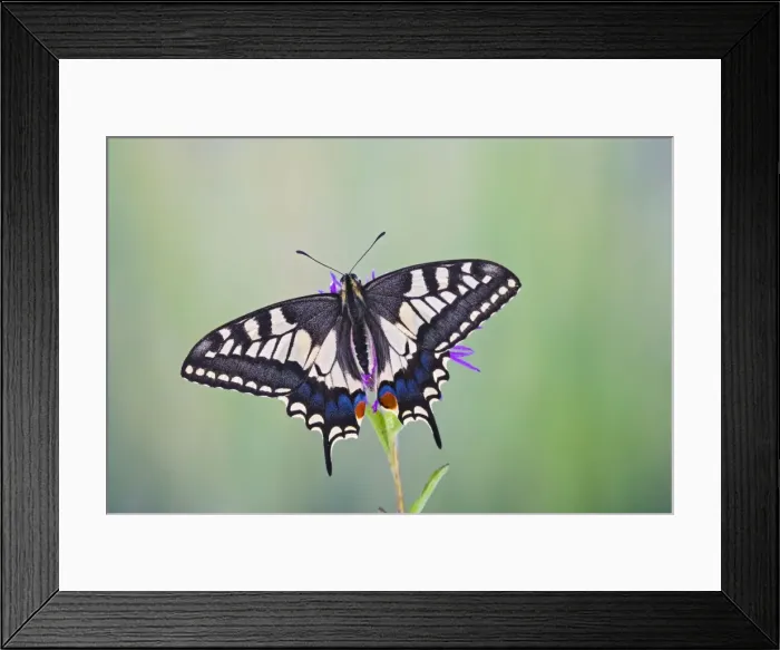 Framed Print : Swallowtail - on flower - wings open 005760 Framed Print : Swallowtail - on flower - wings open 005760