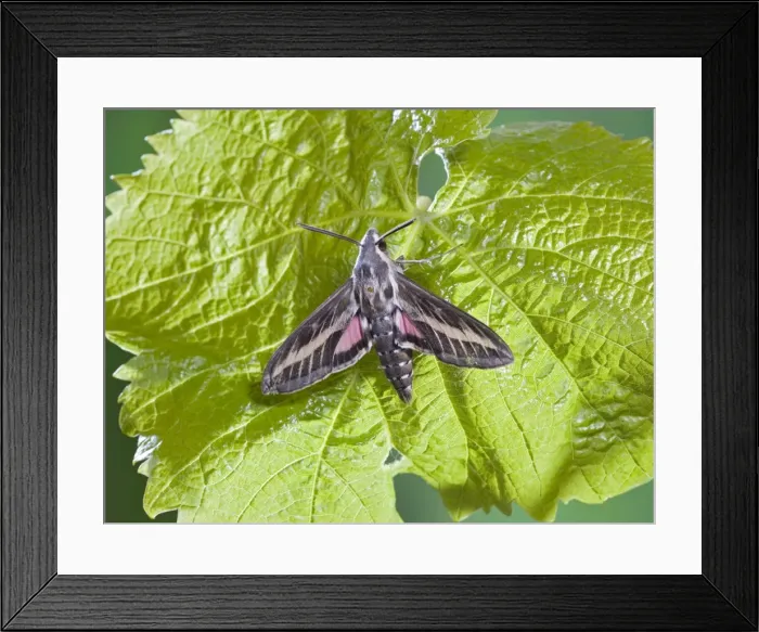 Framed Print : Striped Hawkmoth - on vine foodplant 005778 Framed Print : Striped Hawkmoth - on vine foodplant 005778