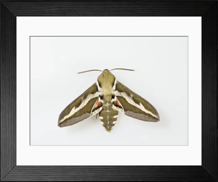 Framed Print : Bedstraw Hawkmoth - white background 005817 Framed Print : Bedstraw Hawkmoth - white background 005817