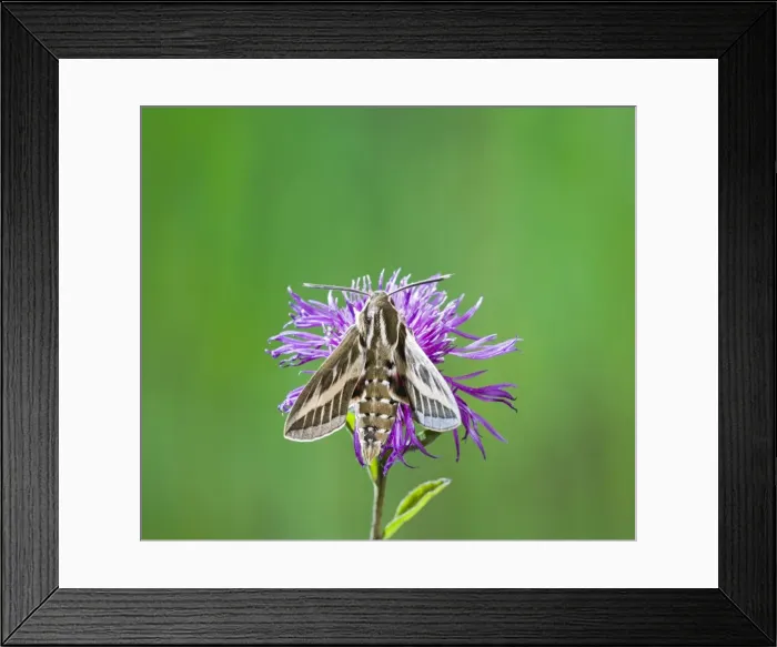 Framed Print : Striped Hawkmoth - on flower 005777 Framed Print : Striped Hawkmoth - on flower 005777