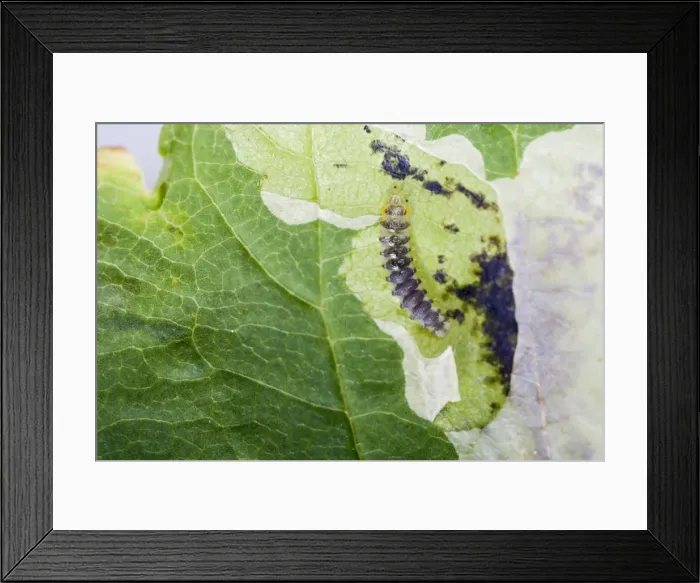 Framed Print : Horse Chestnut Leaf - Miner Grub exposed Bedfordshire UK 005828 Framed Print : Horse Chestnut Leaf - Miner Grub exposed Bedfordshire UK 005828