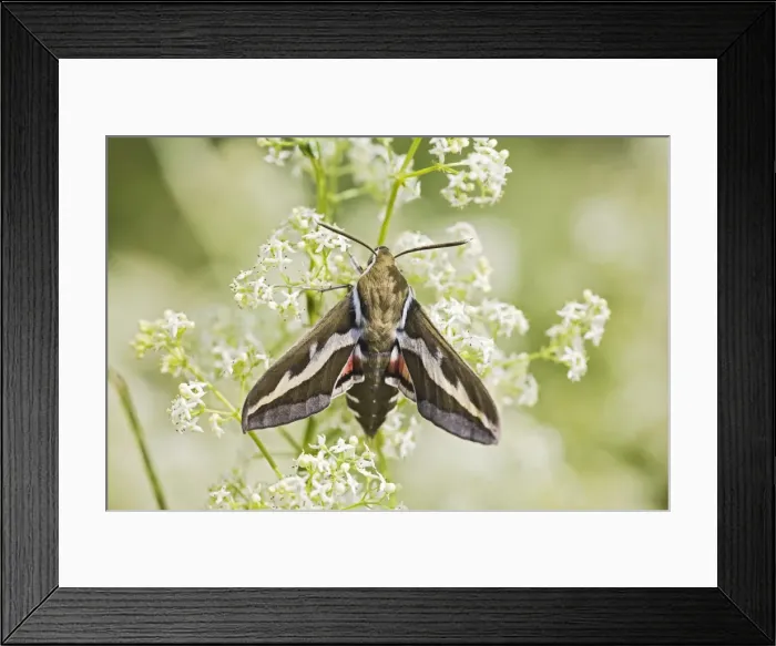 Framed Print : Bedstraw Hawkmoth - resting on bedstraw 005814 Framed Print : Bedstraw Hawkmoth - resting on bedstraw 005814