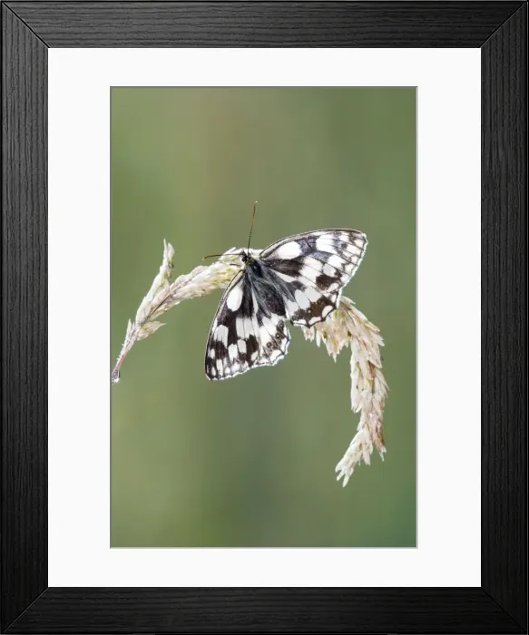 Framed Print : Marbled white - resting on grass wings open Bedfordshire UK 005837 Framed Print : Marbled white - resting on grass wings open Bedfordshire UK 005837