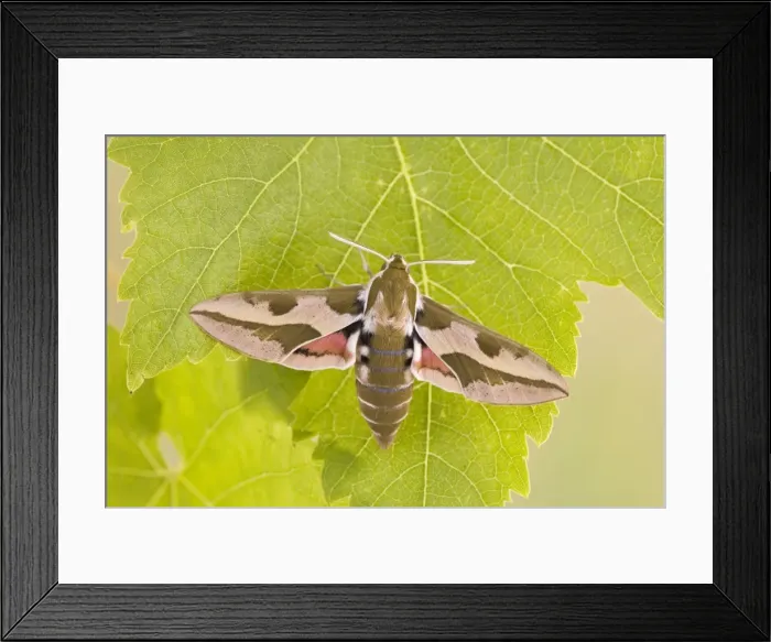 Framed Print : Spurge Hawkmoth - resting on leaf 005796 Framed Print : Spurge Hawkmoth - resting on leaf 005796