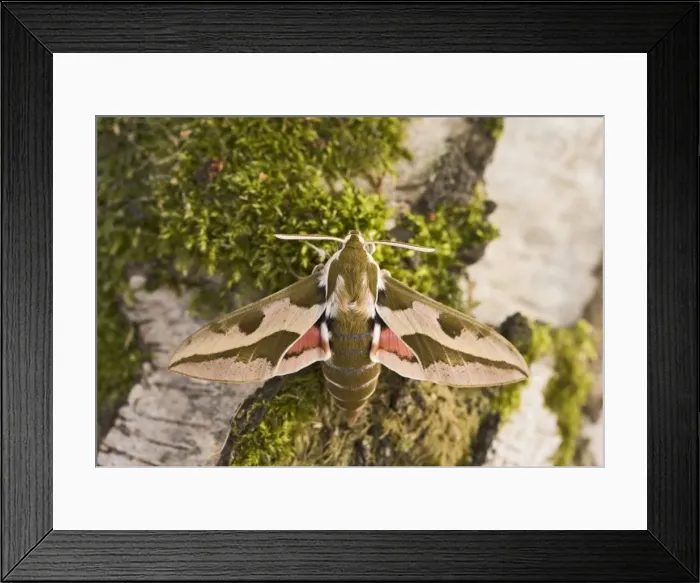 Framed Print : Spurge Hawkmoth - resting on trunk 005798