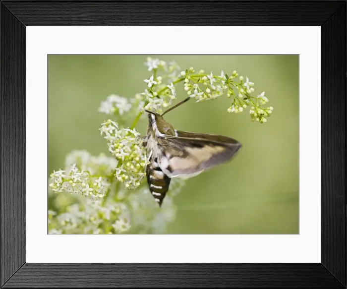 Framed Print : Bedstraw Hawkmoth - in flight over bedstraw 005812 Framed Print : Bedstraw Hawkmoth - in flight over bedstraw 005812