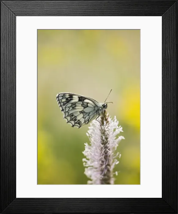 Framed Print : Marbled white - resting on plantain Bedfordshire UK 005806 Framed Print : Marbled white - resting on plantain Bedfordshire UK 005806