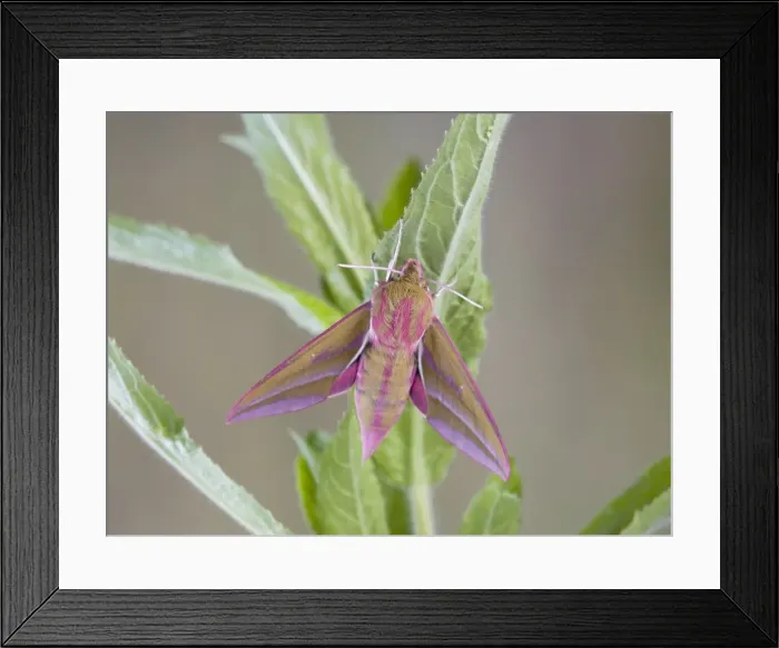 Framed Print : Elephant Hawkmoth - resting on willowherb foodplant Bedfordshire UK 005771 Framed Print : Elephant Hawkmoth - resting on willowherb foodplant Bedfordshire UK 005771