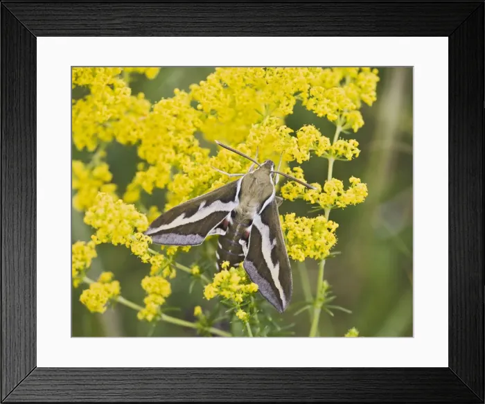 Framed Print : Bedstraw Hawkmoth - on bedstraw 005804