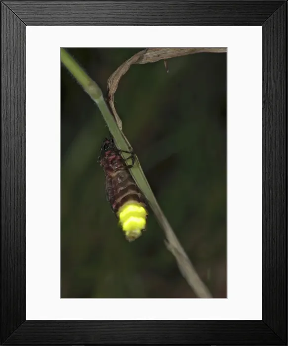 Framed Print : Glow-worm - glowing Bedfordshire UK 006053 Framed Print : Glow-worm - glowing Bedfordshire UK 006053