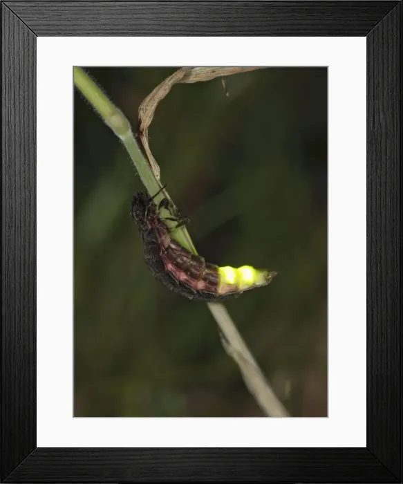 Framed Print : Glow-worm - glowing Bedfordshire UK 006051 Framed Print : Glow-worm - glowing Bedfordshire UK 006051