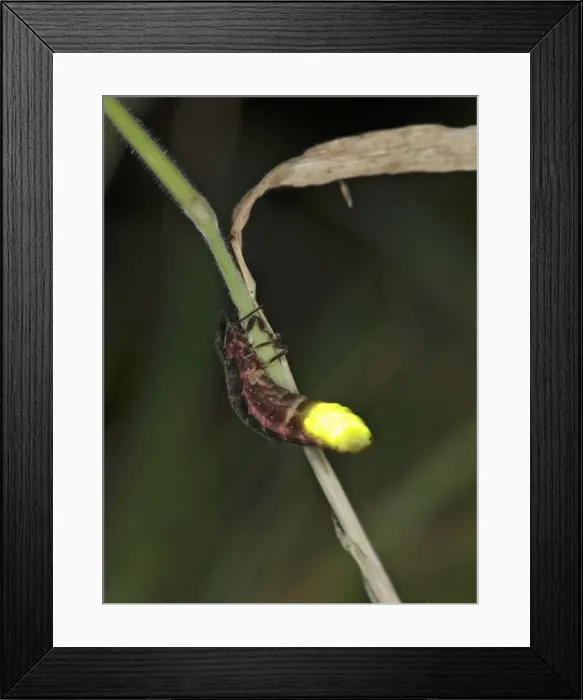 Framed Print : Glow-worm - glowing Bedfordshire UK 006048 Framed Print : Glow-worm - glowing Bedfordshire UK 006048