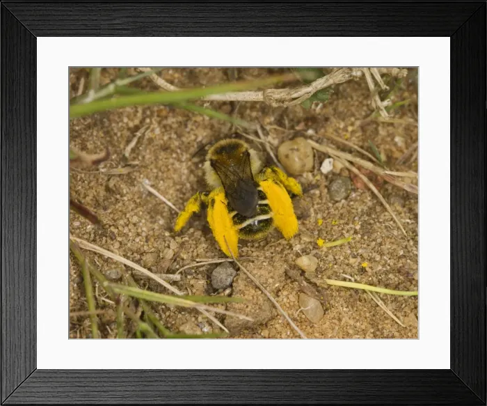 Framed Print : mining bee - with pollen Sandy Bedfordshire UK Framed Print : mining bee - with pollen Sandy Bedfordshire UK