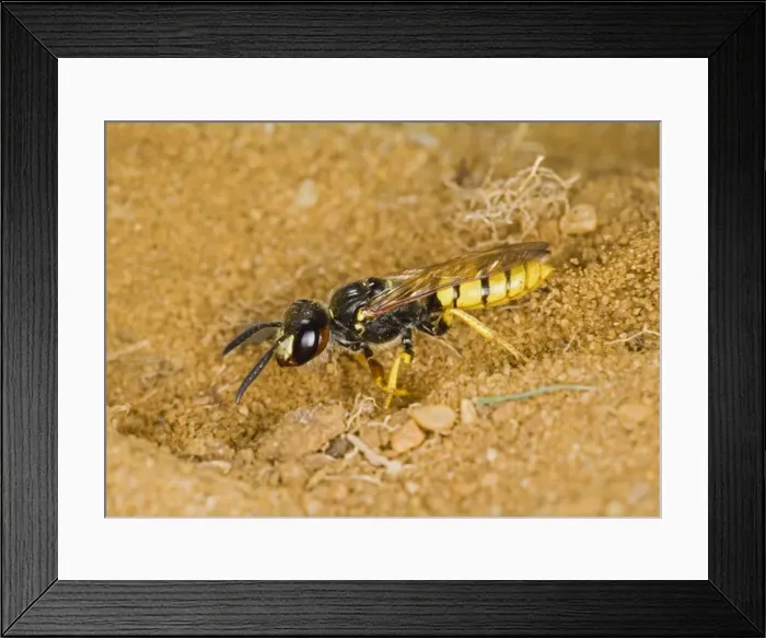 Framed Print : bee killer wasp - digging nest hole Sandy Befordshire UK Framed Print : bee killer wasp - digging nest hole Sandy Befordshire UK