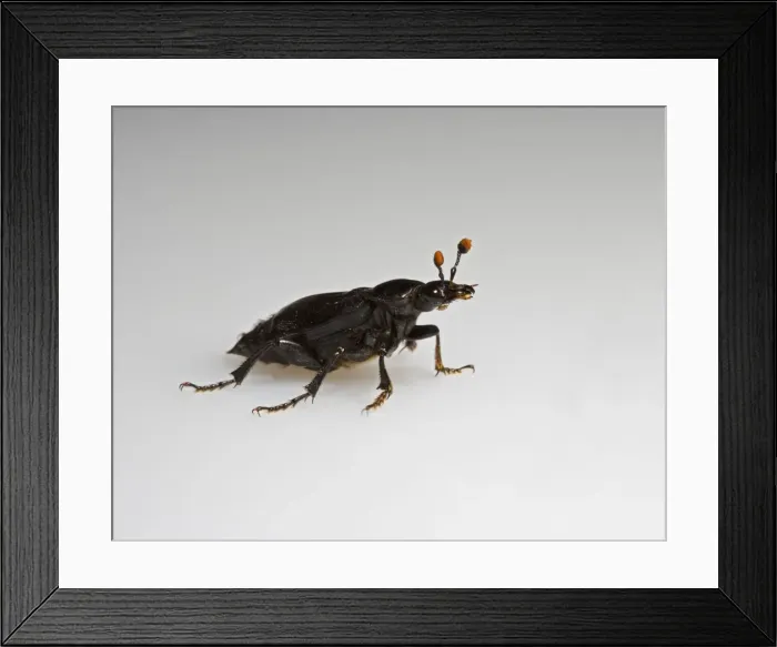 Framed Print : Burying beetle - white background Bedfordshire UK Framed Print : Burying beetle - white background Bedfordshire UK