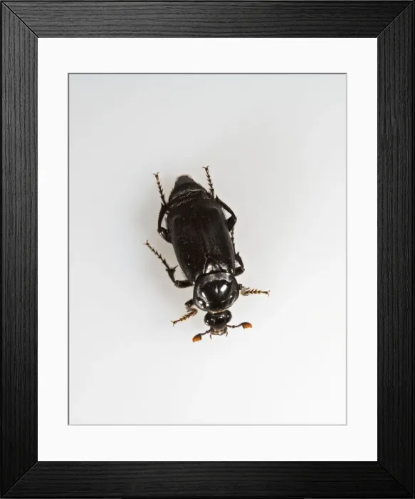 Framed Print : Burying beetle - white background Bedfordshire UK Framed Print : Burying beetle - white background Bedfordshire UK