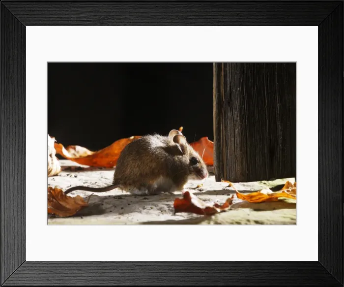 Framed Print : Wood mouse - by shed door Bedfordshire UK 006563 Framed Print : Wood mouse - by shed door Bedfordshire UK 006563