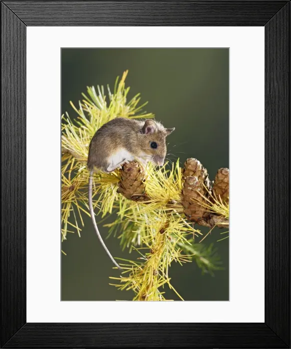 Framed Print : Wood mouse - on larch twig Bedfordshire UK 006577 Framed Print : Wood mouse - on larch twig Bedfordshire UK 006577
