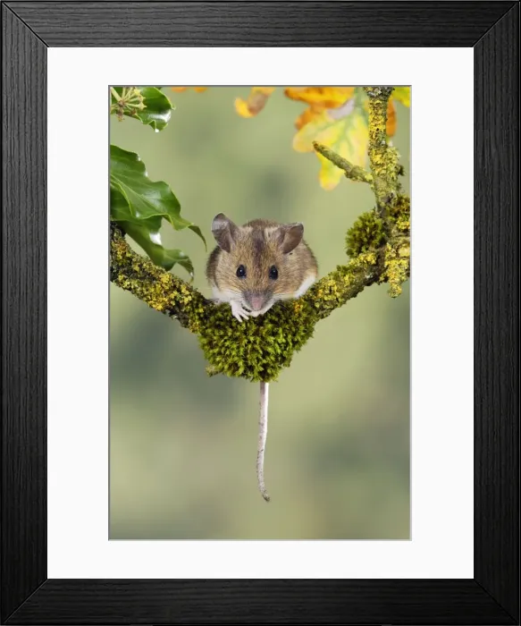 Framed Print : Wood mouse - front view Bedfordshire UK 006585 Framed Print : Wood mouse - front view Bedfordshire UK 006585