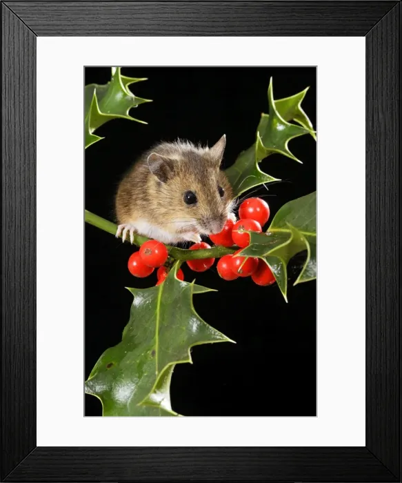 Framed Print : Wood mouse - with holly berries Bedfordshire UK 006593 Framed Print : Wood mouse - with holly berries Bedfordshire UK 006593