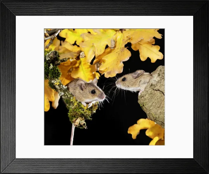 Framed Print : Wood mouse - two by nest hole in tree Bedfordshire UK oo6606 Framed Print : Wood mouse - two by nest hole in tree Bedfordshire UK oo6606