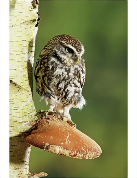 Little owl - perched on fungus Bedfordshire UK 006634