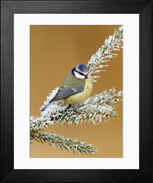 Framed Print : Blue tit - on snowy fir branch Bedfordshire UK 006657 Framed Print : Blue tit - on snowy fir branch Bedfordshire UK 006657
