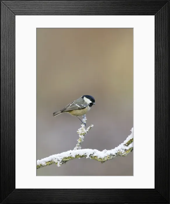 Framed Print : Coal tit - on snowy branch Bedfordshire UK 006662 Framed Print : Coal tit - on snowy branch Bedfordshire UK 006662