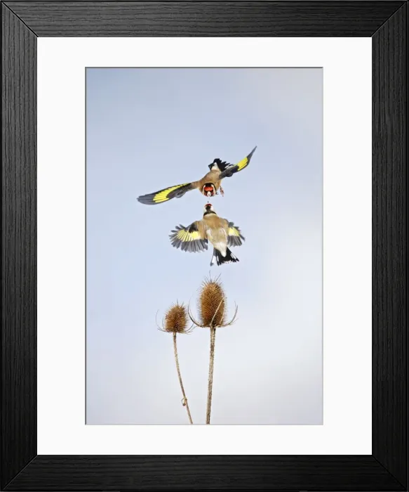 Framed Print : Goldfinches - fighting over teasel Bedfordshire UK 006694 Framed Print : Goldfinches - fighting over teasel Bedfordshire UK 006694