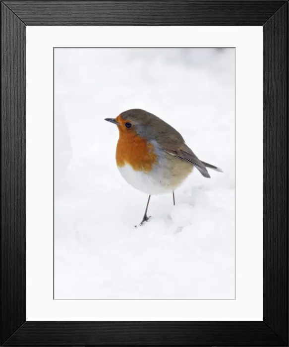 Framed Print : Robin - on snow covered ground Bedfordshire UK 006754 Framed Print : Robin - on snow covered ground Bedfordshire UK 006754