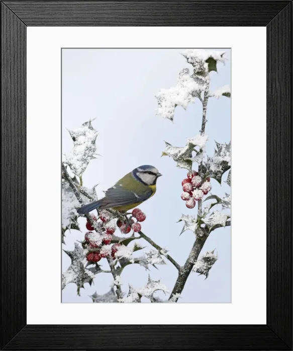 Framed Print : Blue Tit - on snow covered holly - West Wales - UK 006856 Framed Print : Blue Tit - on snow covered holly - West Wales - UK 006856