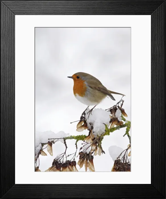 Framed Print : Robin - on snowy branch - Bedfordshire UK Framed Print : Robin - on snowy branch - Bedfordshire UK